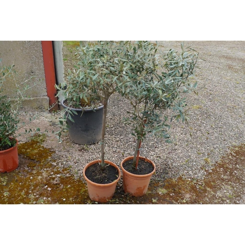 194 - Olive tree- small- 2