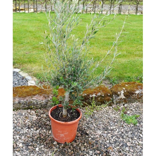 207 - Small olive tree