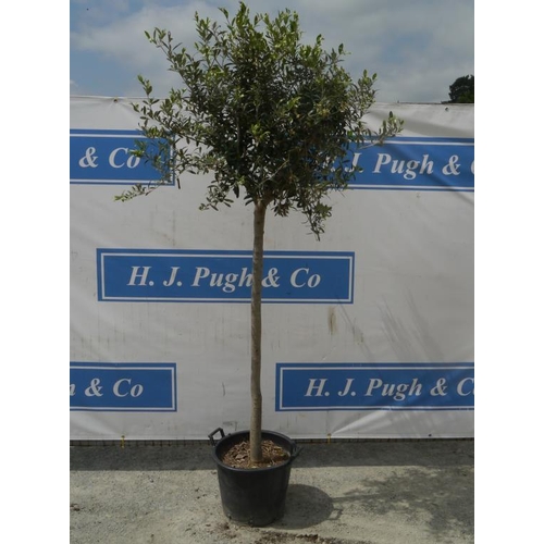 121 - Standard olive tree. Approx 7ft +VAT