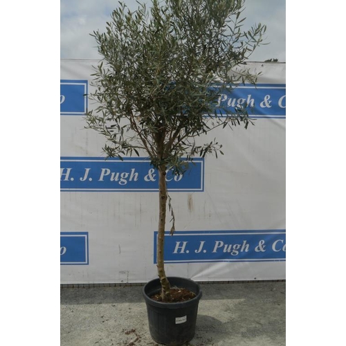 124 - Standard olive tree. Approx 8ft +VAT