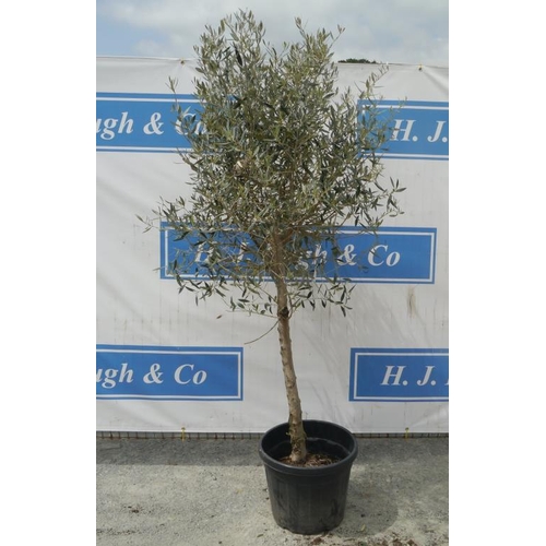 128 - Standard olive tree. Approx 6ft +VAT