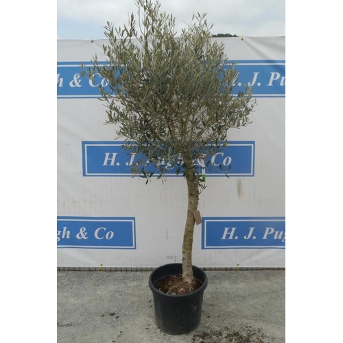 152 - Standard olive tree. Approx 6ft +VAT