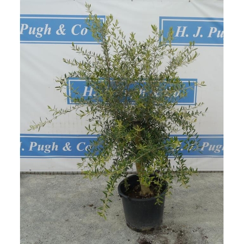 178 - Standard olive tree. Approx 5ft +VAT