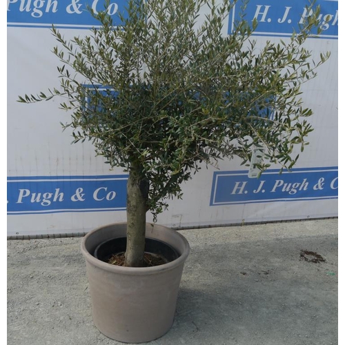 38 - Standard olive tree in terracotta planter. Approx 5ft +VAT