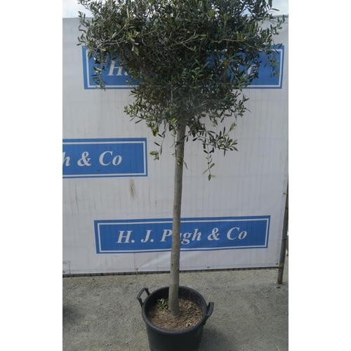 60 - Standard olive. Approx 7ft +VAT