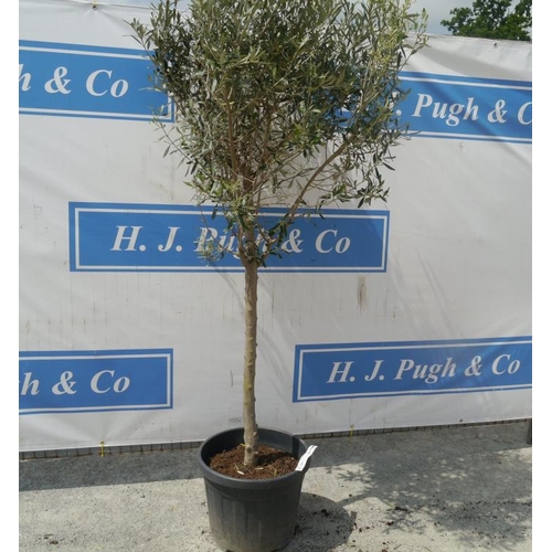 77 - Standard olive tree. Approx 6ft +VAT