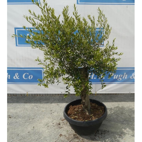 91 - Standard olive tree. Approx 5ft +VAT