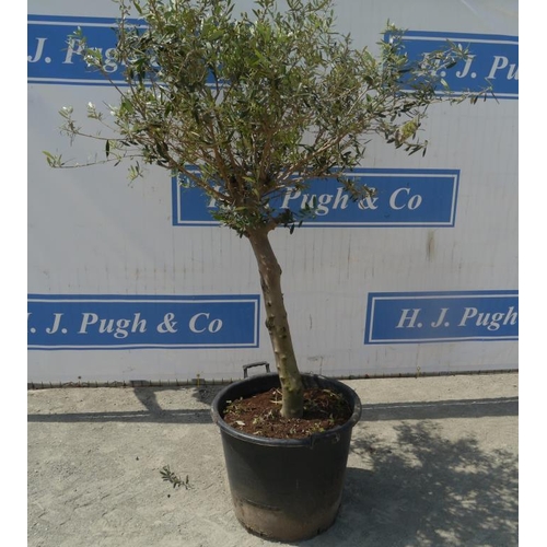 97 - Standard olive tree. Approx 6ft +VAT