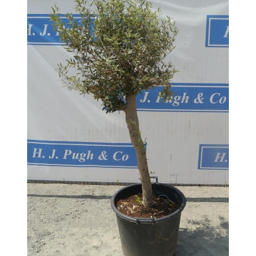 98 - Standard olive tree. Approx 6ft +VAT