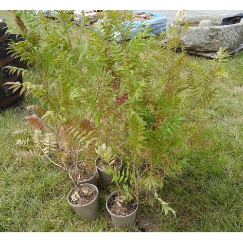 126 - Sorbaria - 5 + vat