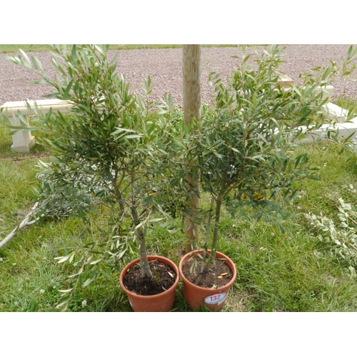 132 - Olives x 2 3Ft +VAT