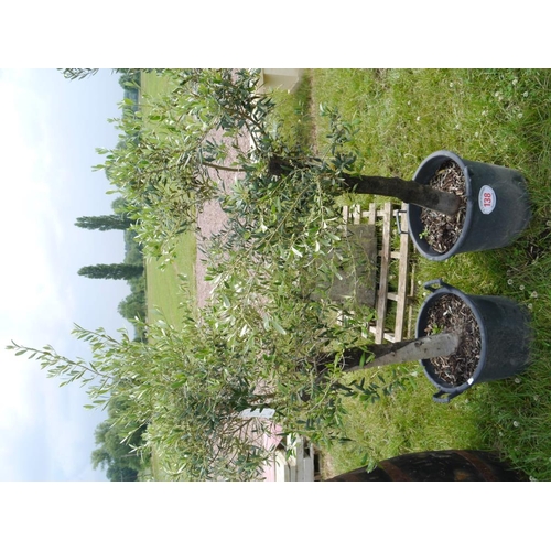 138 - Olives x 2 4ft +VAT