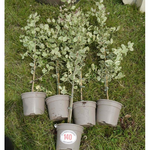 140 - Ilex Silver Queen - 5 +VAT