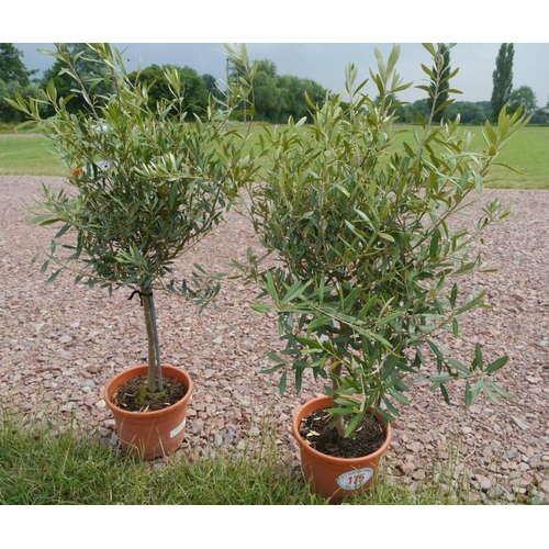 175 - Olives x 2 3ft