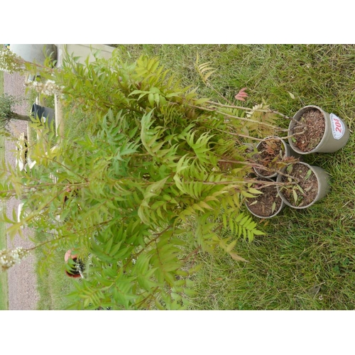 Lot 204       