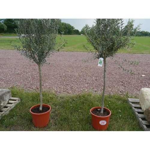 Lot 206       