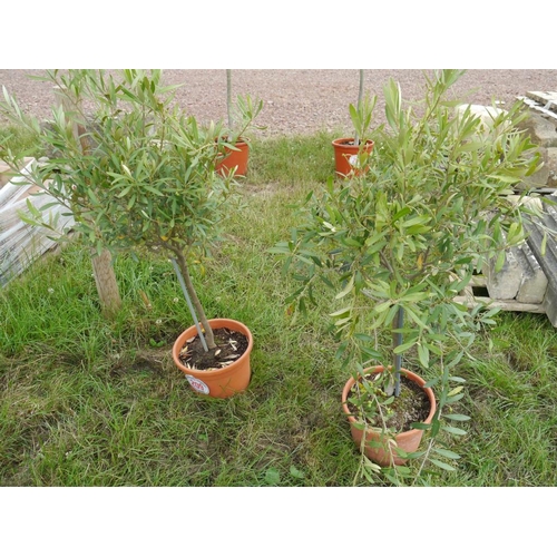 Lot 209       