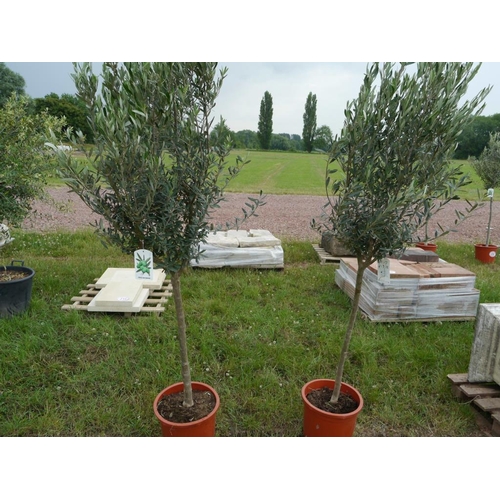 Lot 216       
