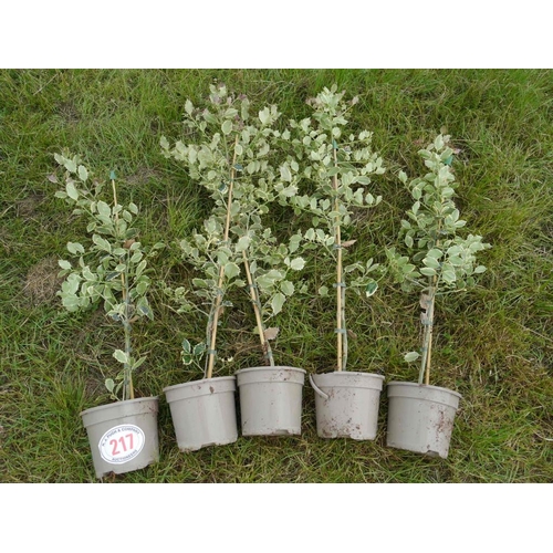 Lot 217       