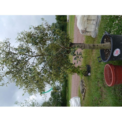 Lot 239       