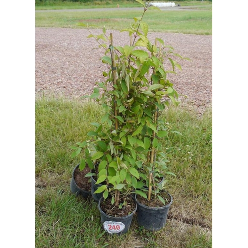 Lot 240       