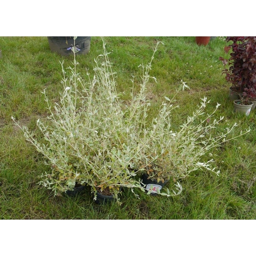 243 - Teucrium - 5 +VAT