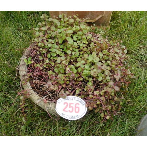 256 - Planter & seddum