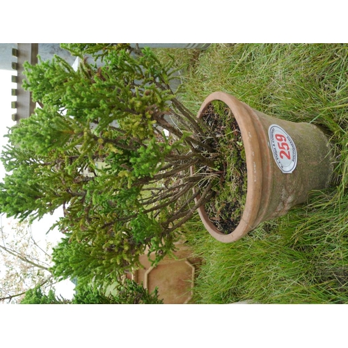 259 - Cryptomeria in terracotta planter
