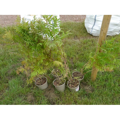 275 - Sorbaria - 5 + vat