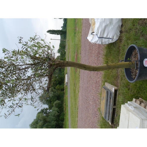 276 - Olive 8ft +VAT