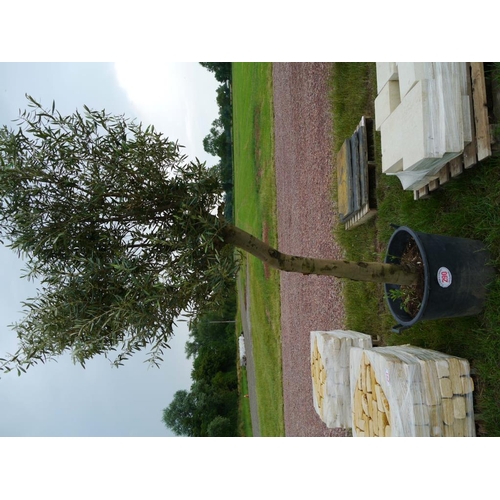 290 - Olive 7ft +VAT