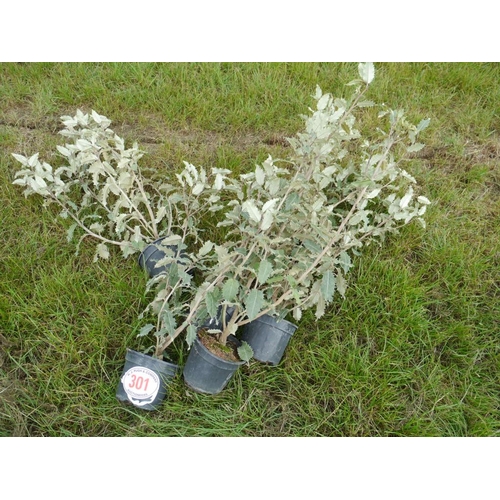 301 - Olearia - 5 +VAT