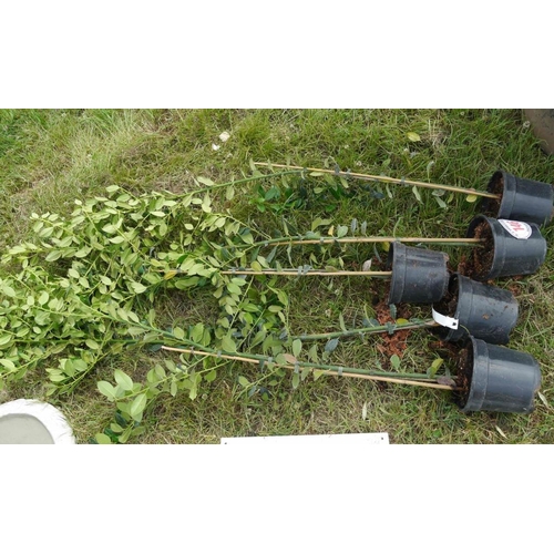 146 - Ilex J C Bantoll - 5 +VAT
