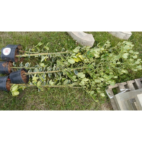 174 - Ilex Golden King - 5 +VAT