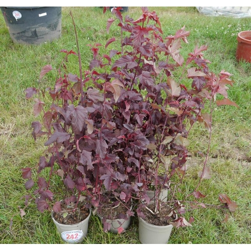 242 - Physocarpus - 5 +VAT