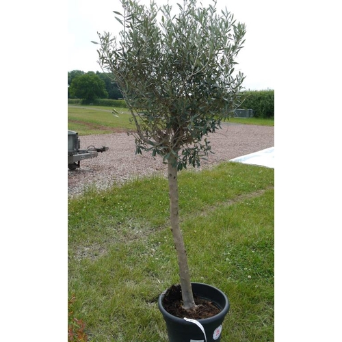 25 - Standard olive 7ft +VAT