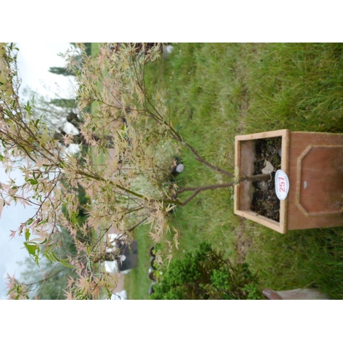 257 - Acer in planter
