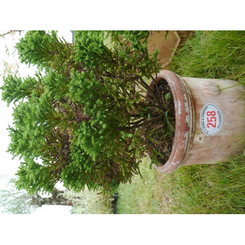 258 - Cryptomeria in terracotta planter
