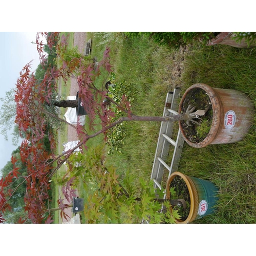 260 - Acer in terracotta planter