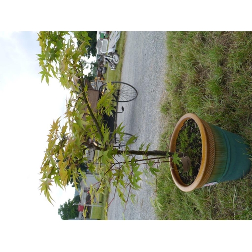 261 - Acer in terracotta planter