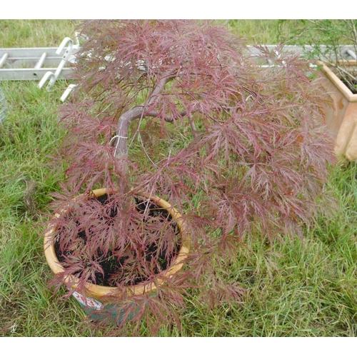 263 - Acer in terracotta planter