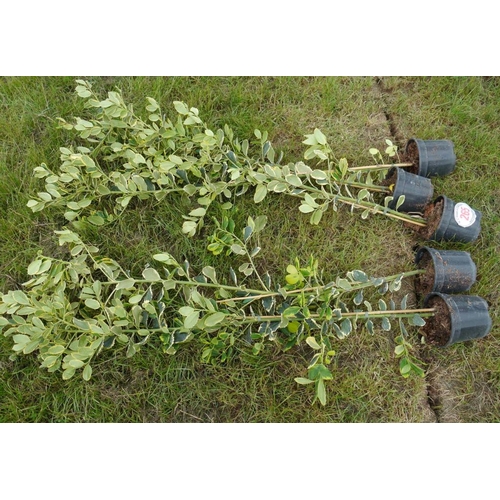 265 - Ilex Golden King - 5 +VAT