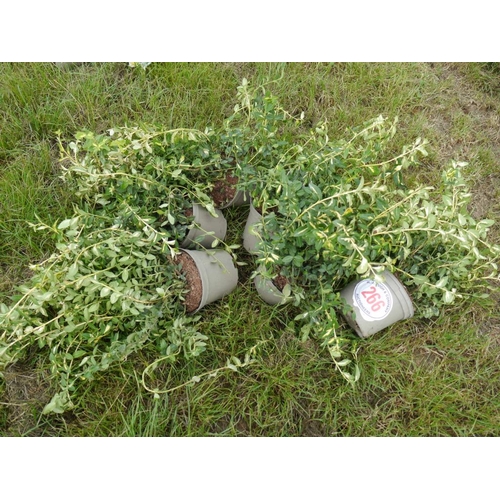 266 - Euonymus - 5 +VAT