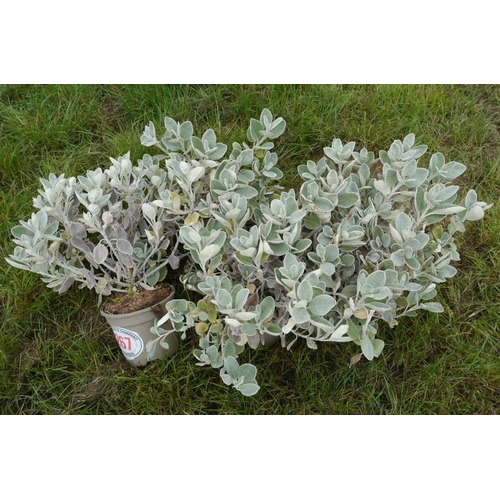 267 - Brachyglottis - 5 +VAT