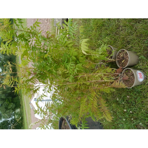268 - Sorbaria - 5 + vat