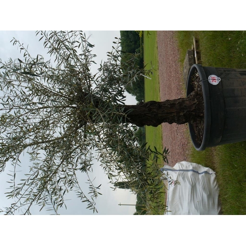 269 - Specimen olive 7ft +VAT