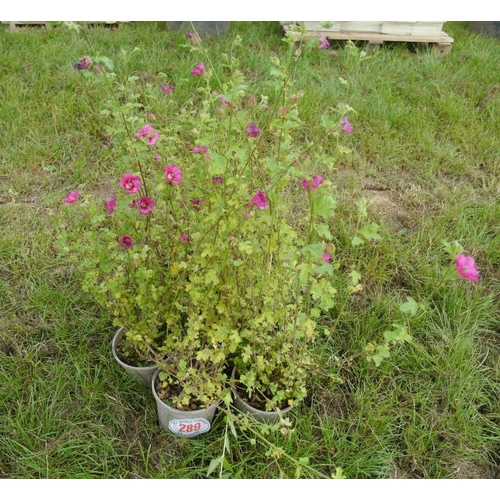 289 - Anisodonta - 5 +VAT