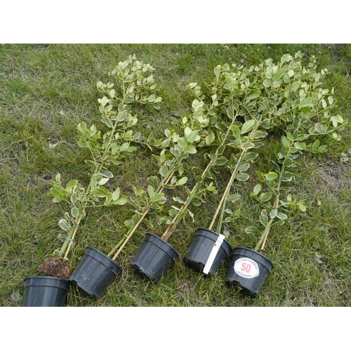 50 - Ilex Golden King - 5 +VAT