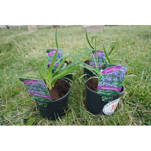 18 - Agapanthus x 4 +VAT