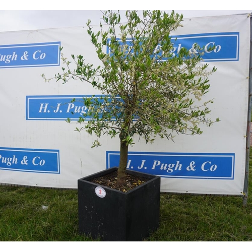 2 - Olive tree 6ft in square planter +VAT